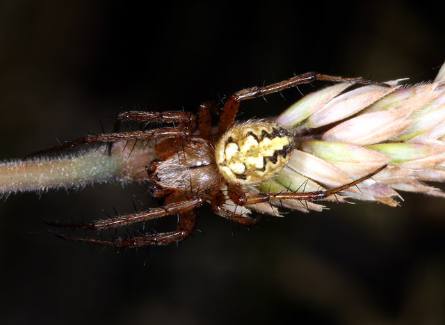 Neoscona adianta - Copyright Denis Bourgeois